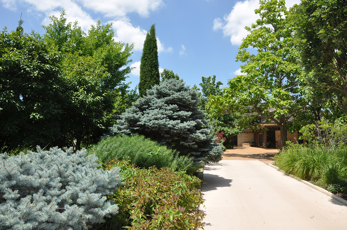 South Mixed Border with concrete, bushes, shrubs and tall trees