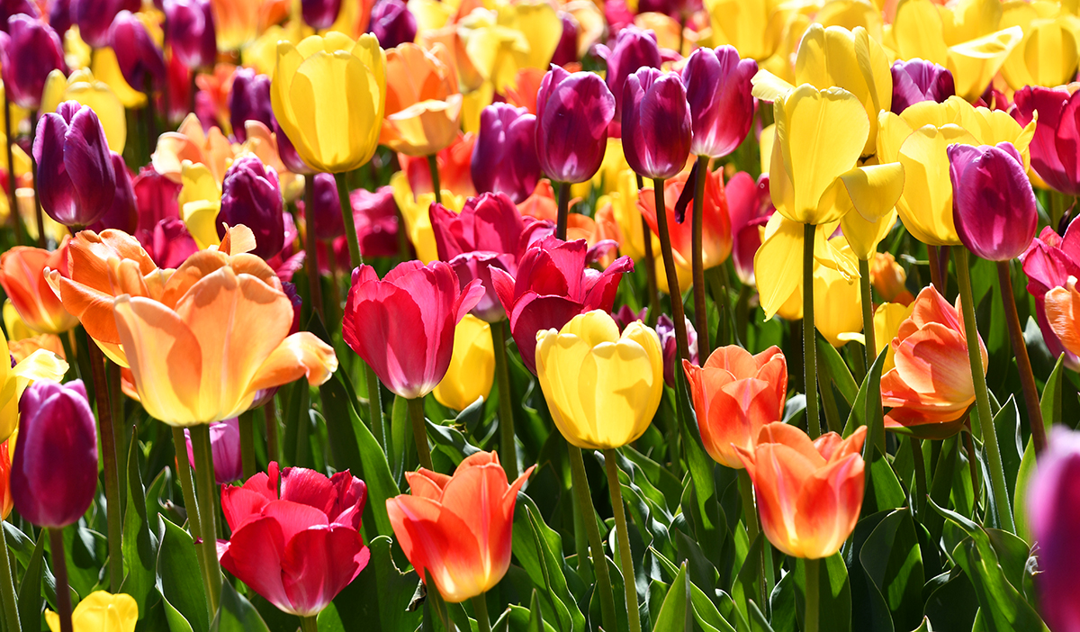 Reiman Gardens Campanile Garden Close Ups Tulips with a different colored mix