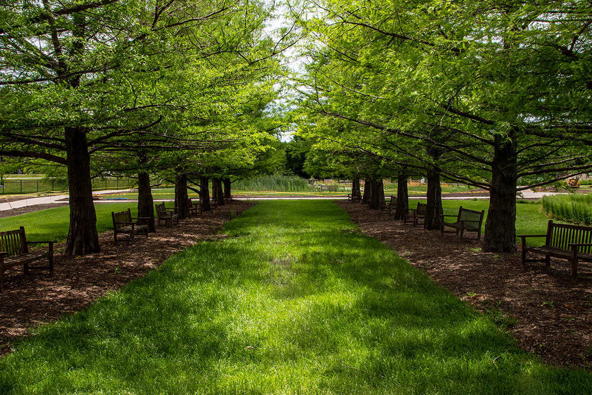  Bald Cypress Allee sunlit