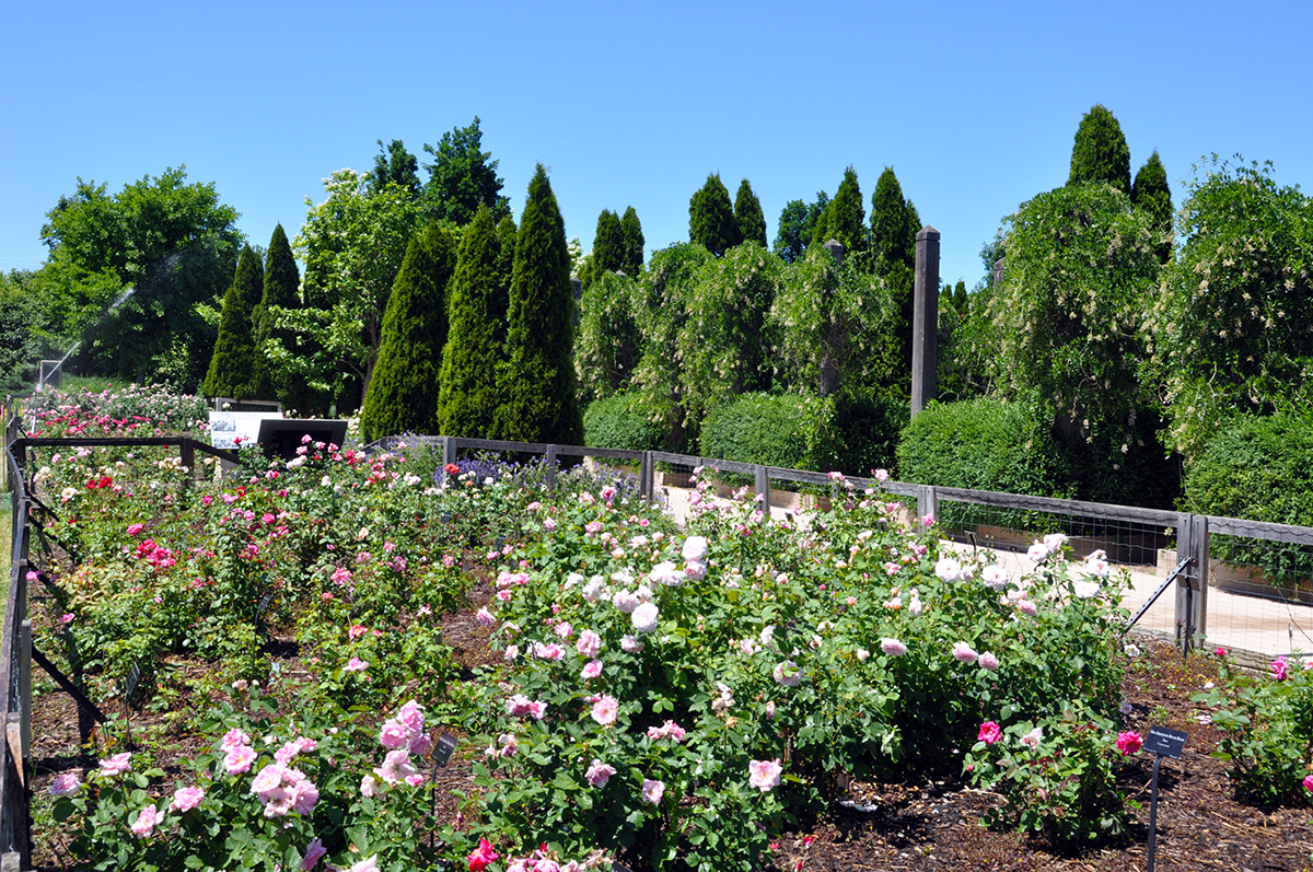  Buck Rose collection with pink, red, and white roses on green leaves