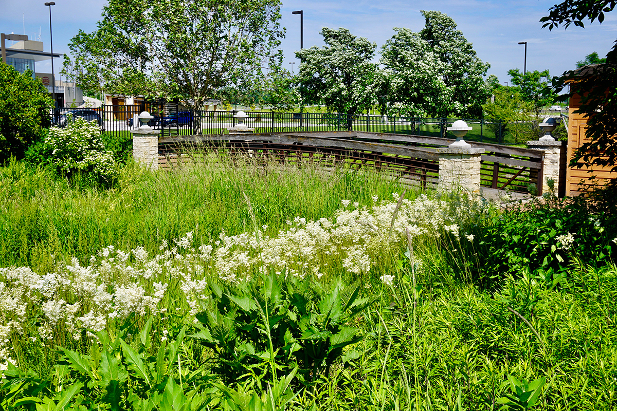  East Entry Garden with grasses