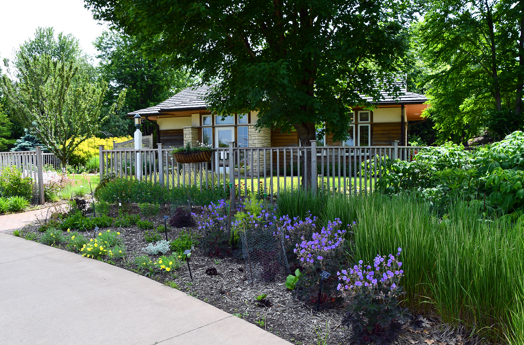  Front Yard Garden with a fence, building, green plants and blue flowers