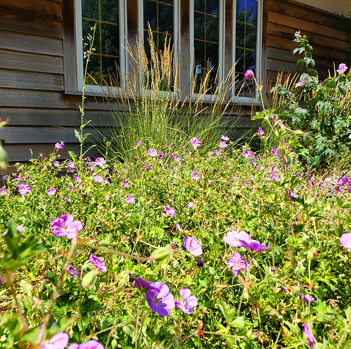 Sunny Side Garden