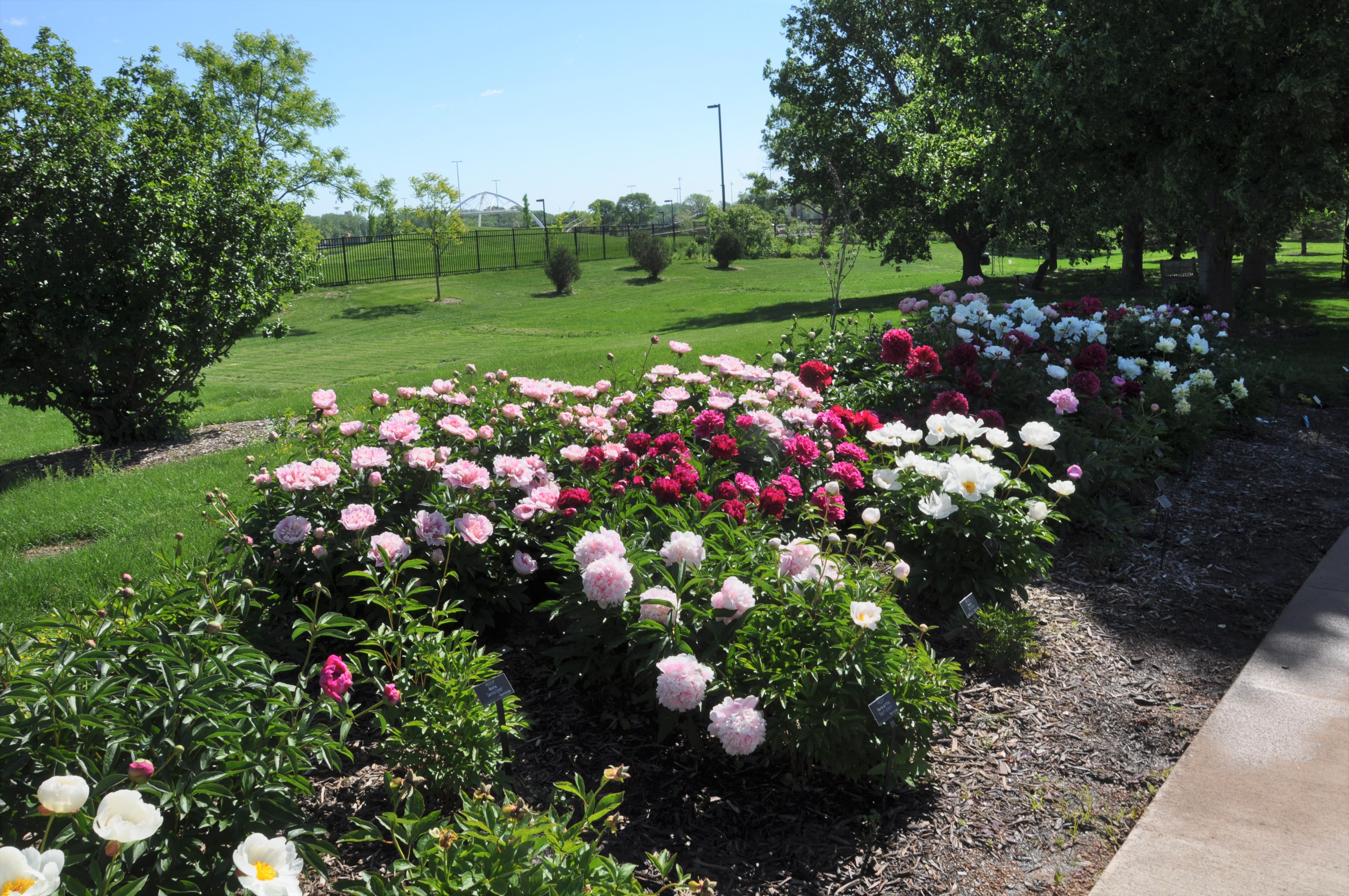 North Lawn Peonies