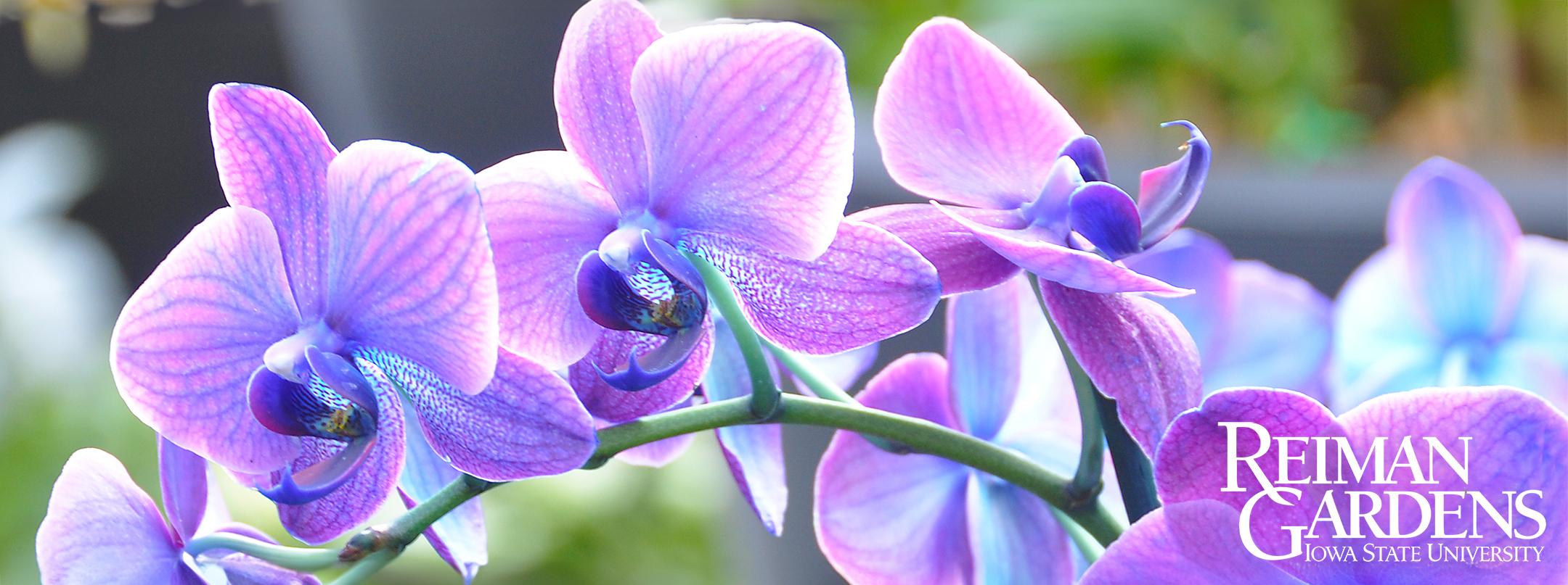 purple orchids