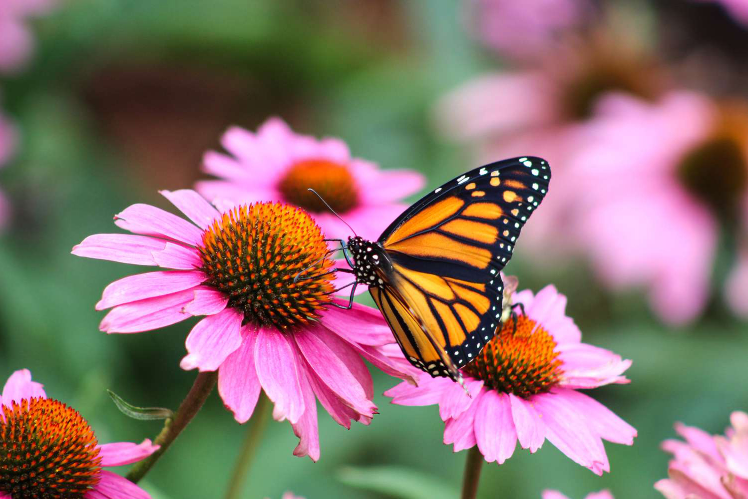 Monarch butterfly on purple coneflower