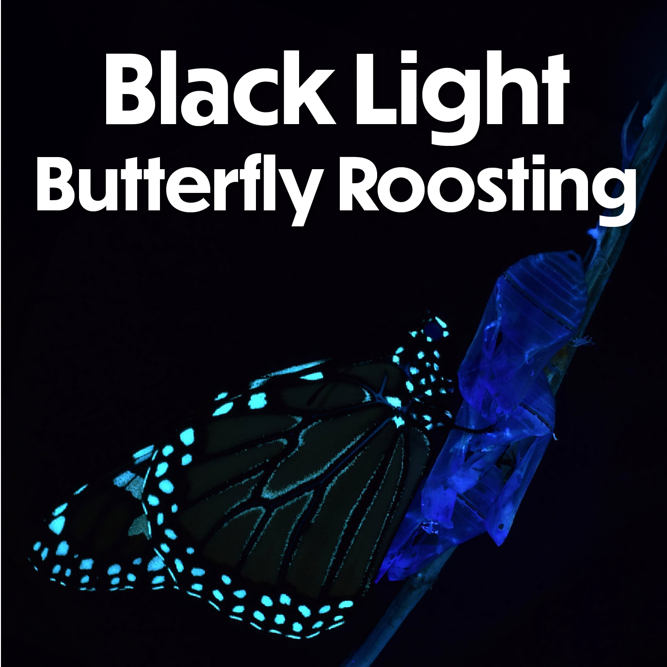 Black Light Butterfly Roosting