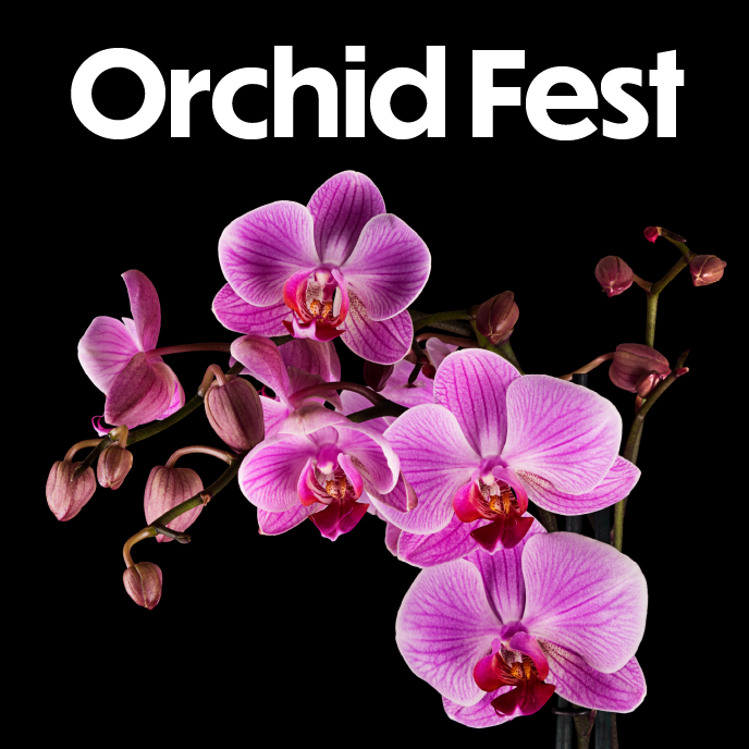 Orchid Fest