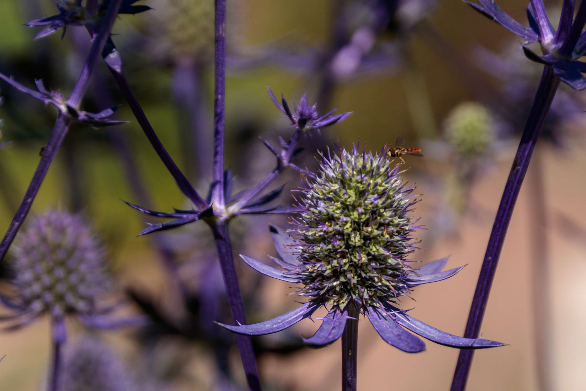 Sea Holly (purple flower)