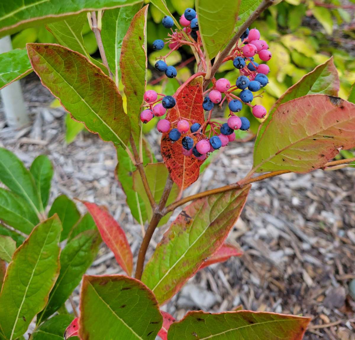 Viburnum nudum 'Bulk' 