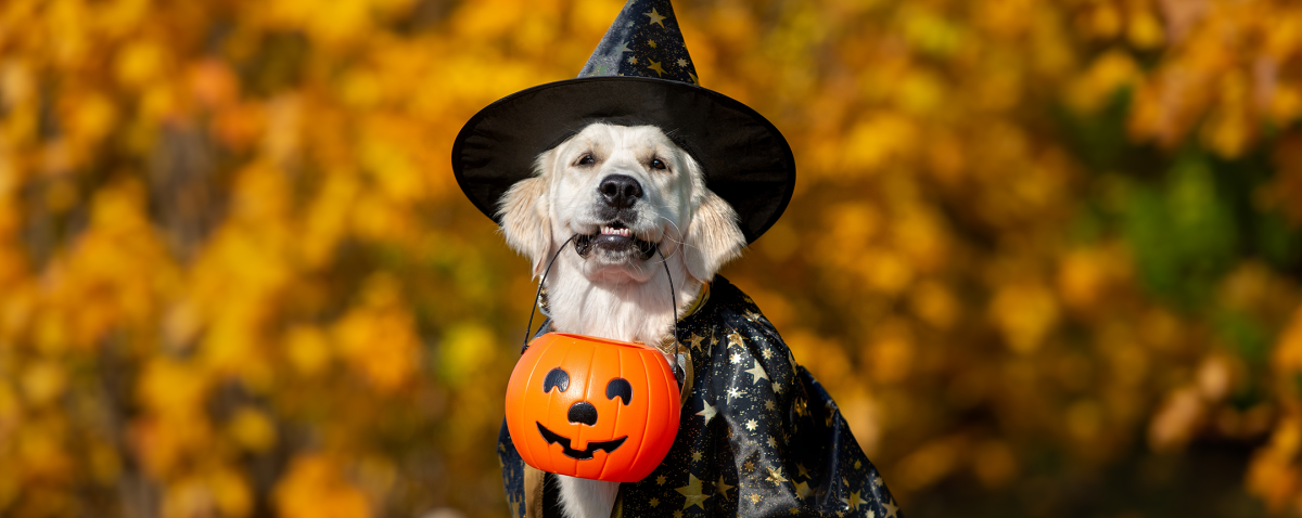 Article: Dress up your dog for the Howl-O-Ween Costume Walk!