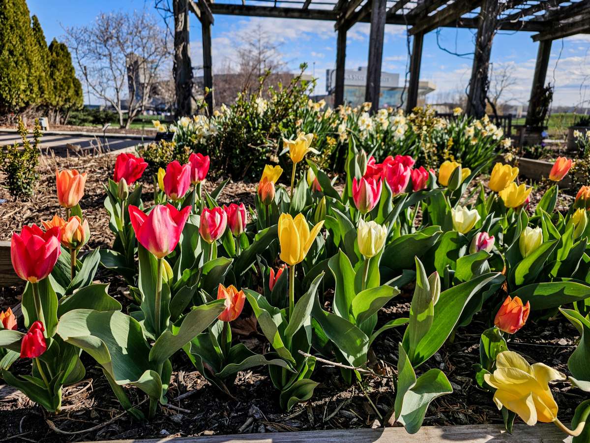 Article: Peak tulip time at Reiman Gardens arrives April 18-30