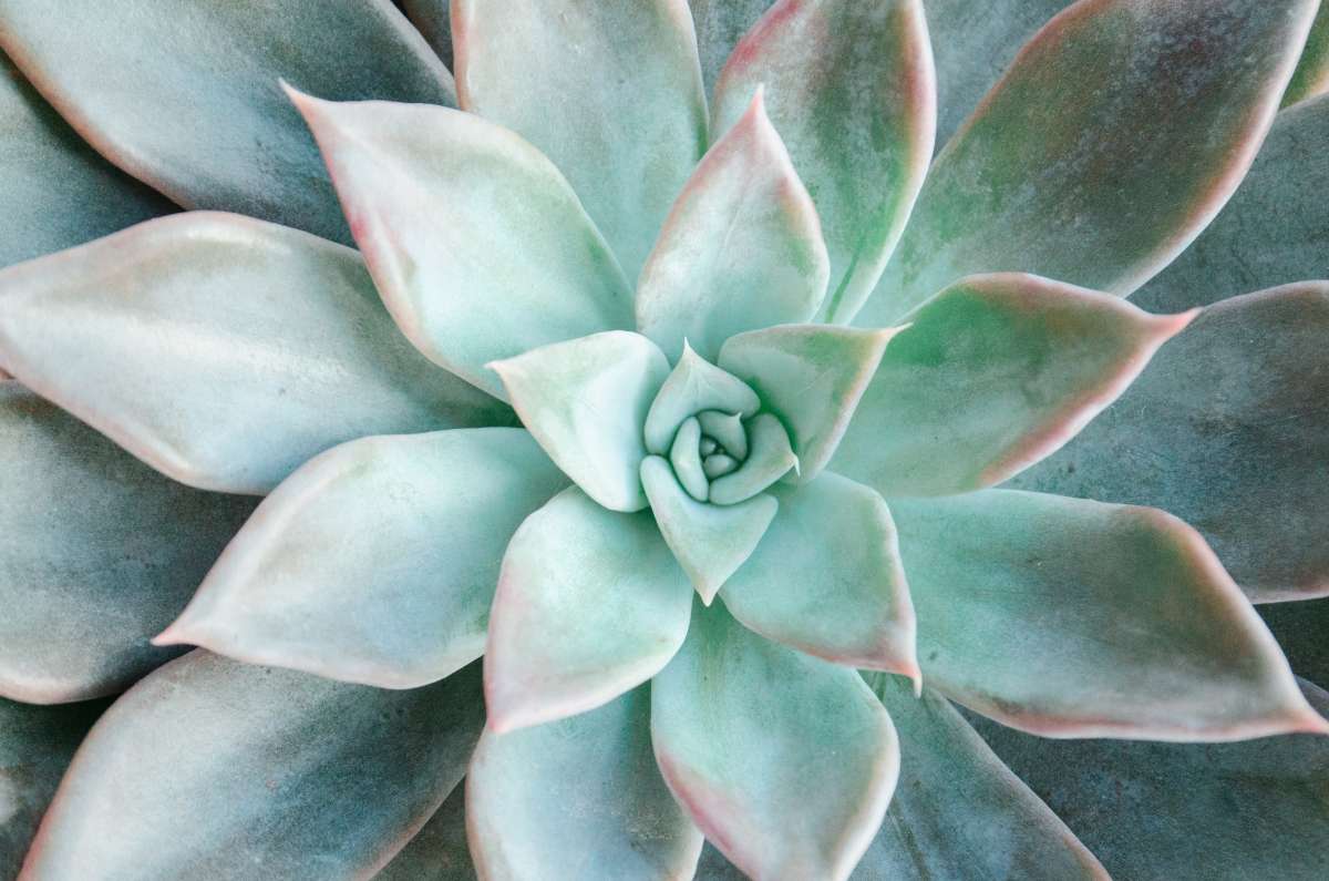 green succulent