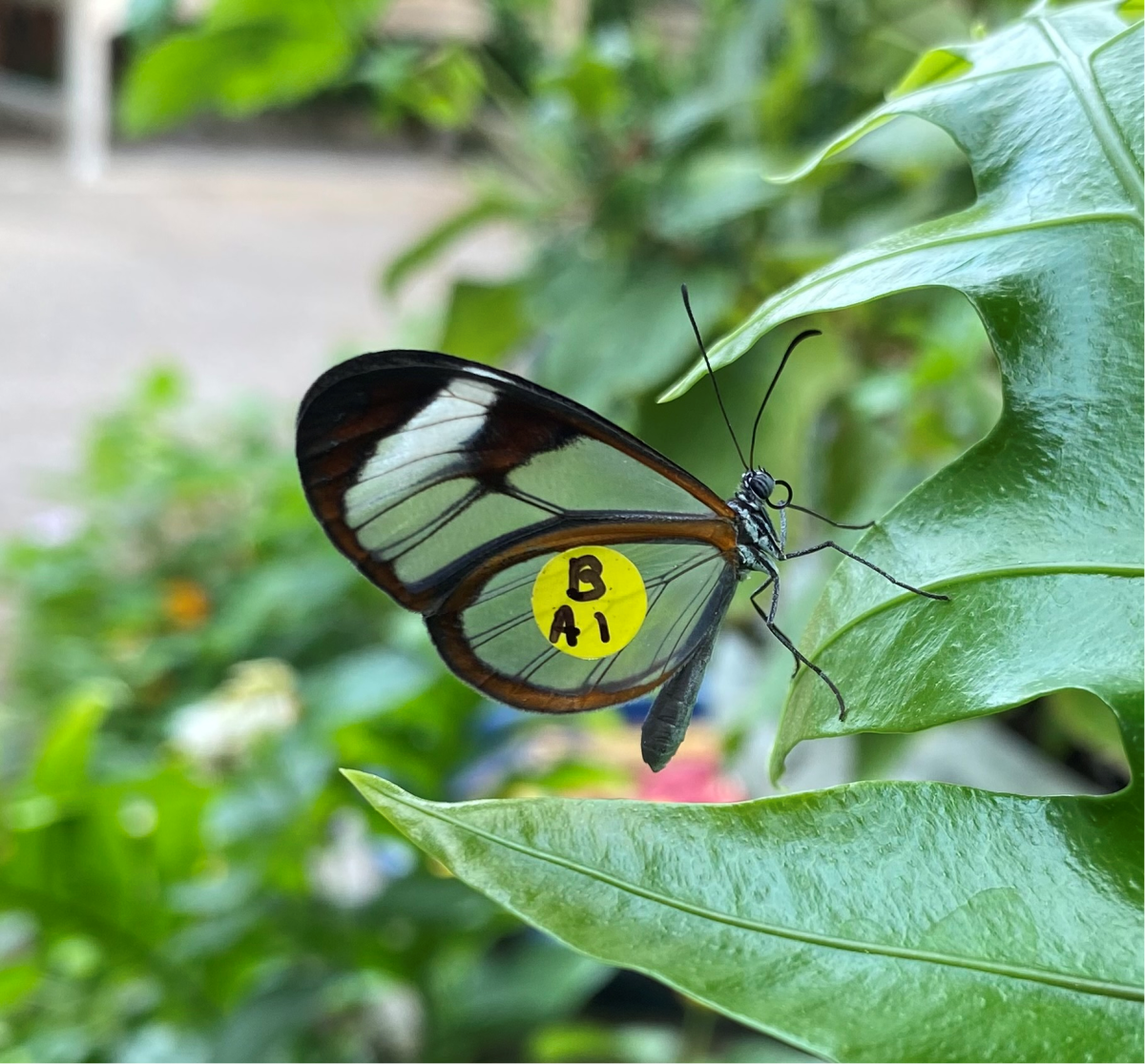 Article: Reiman Gardens launches butterfly longevity study