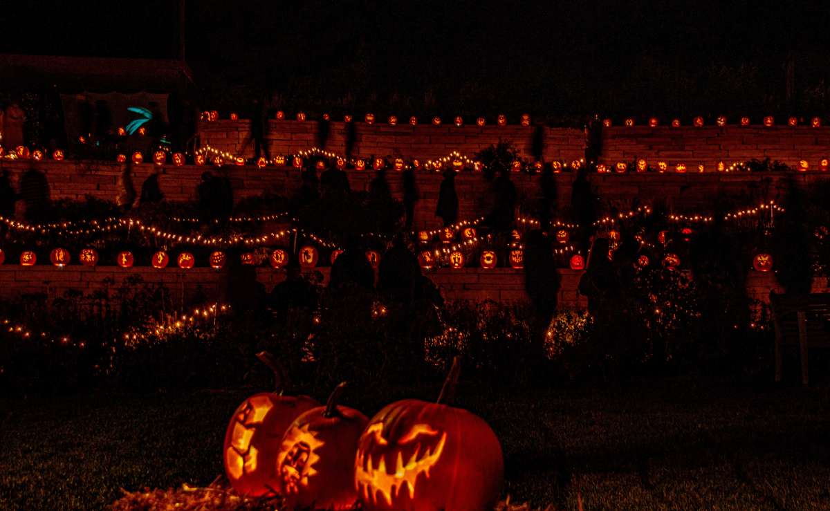 Jack-o-lanterns in rows along a hillside