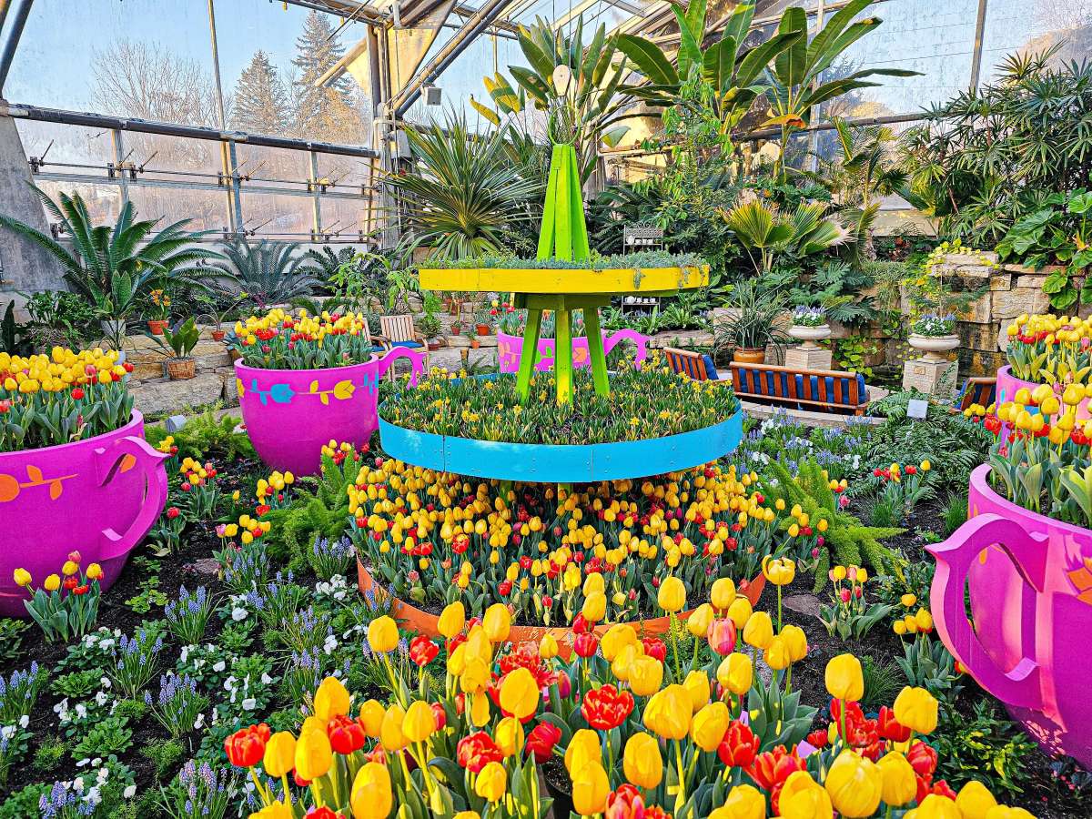 Tulips and Tea Exhibit in Hughes Conservatory January 2025-2