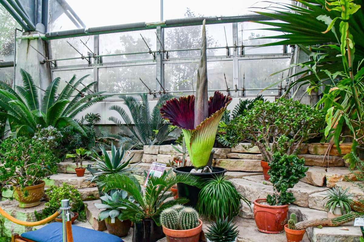 Article: The Legend of Stink Floyd: Reiman Gardens' Historic Corpse Flower Bloom 