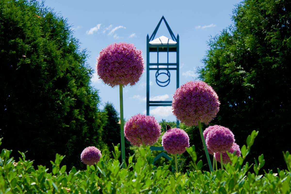 Reiman Gardens alliums and the Campanile