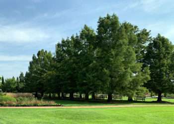 The tall bald cyprus trees that line the allee are pictured from afar.