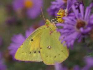 colias eurytheme