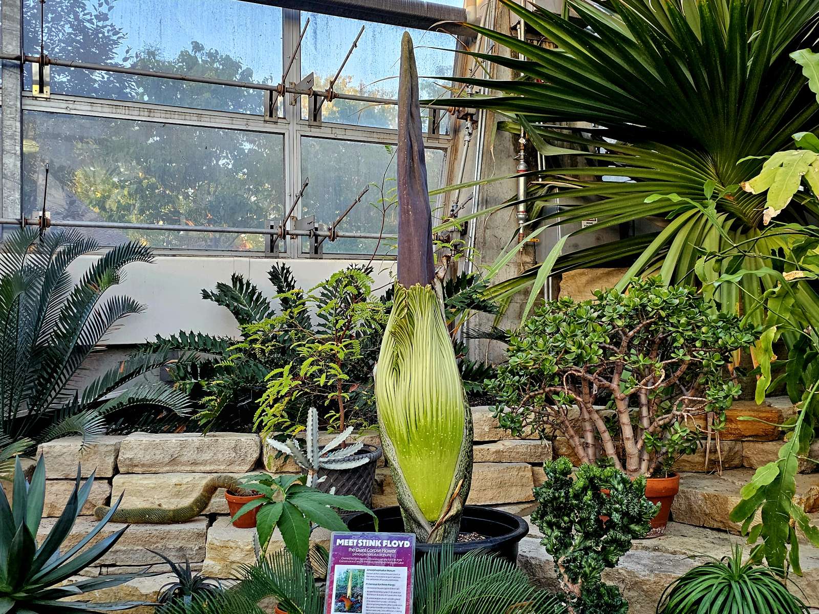 Stink Floyd Corpse Plant May 13 2025