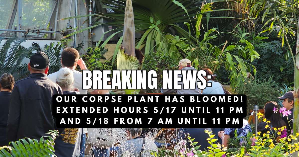 Breaking News Corpse Plant Blooms at Reiman Gardens